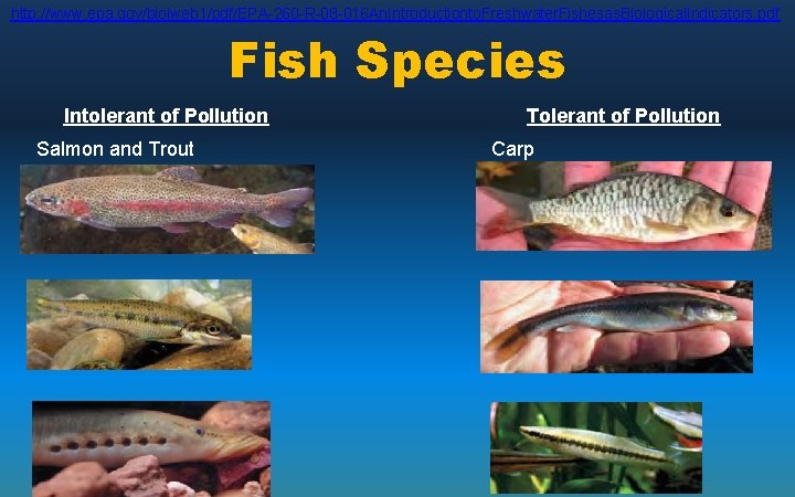 http: //www. epa. gov/bioiweb 1/pdf/EPA-260 -R-08 -016 An. Introductionto. Freshwater. Fishesas. Biological. Indicators. pdf