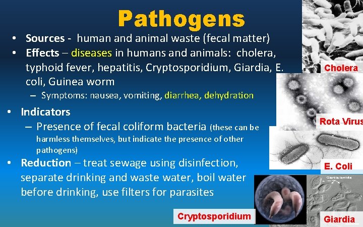 Pathogens • Sources - human and animal waste (fecal matter) • Effects – diseases