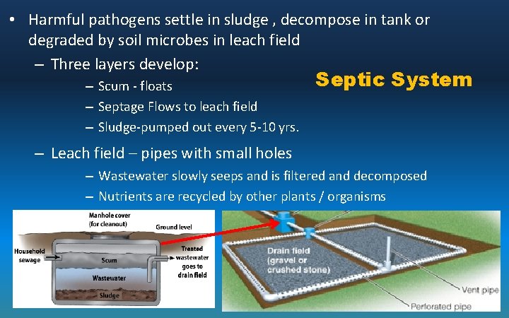  • Harmful pathogens settle in sludge , decompose in tank or degraded by