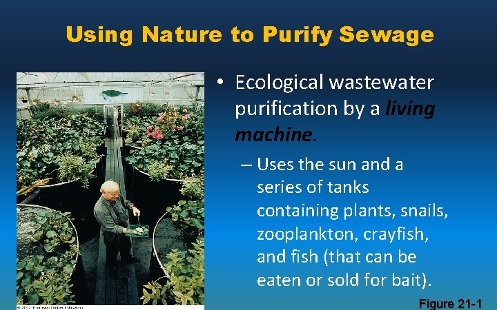 Using Nature to Purify Sewage • Ecological wastewater purification by a living machine. –