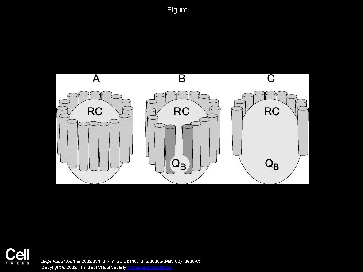 Figure 1 Biophysical Journal 2002 831701 -1715 DOI: (10. 1016/S 0006 -3495(02)73938 -6) Copyright