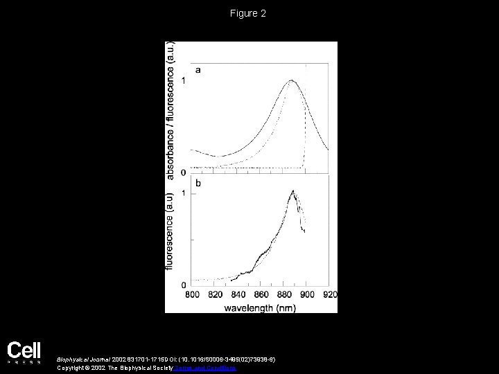 Figure 2 Biophysical Journal 2002 831701 -1715 DOI: (10. 1016/S 0006 -3495(02)73938 -6) Copyright