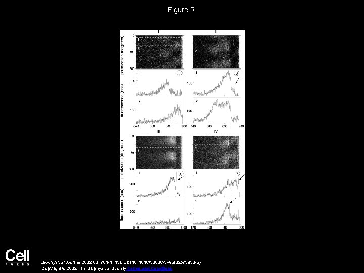 Figure 5 Biophysical Journal 2002 831701 -1715 DOI: (10. 1016/S 0006 -3495(02)73938 -6) Copyright