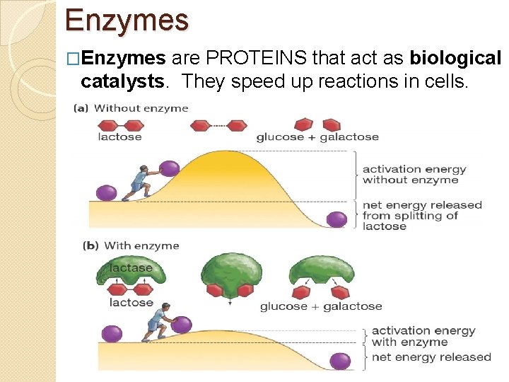 Enzymes �Enzymes are PROTEINS that act as biological catalysts. They speed up reactions in