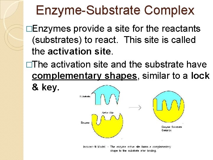 Enzyme-Substrate Complex �Enzymes provide a site for the reactants (substrates) to react. This site