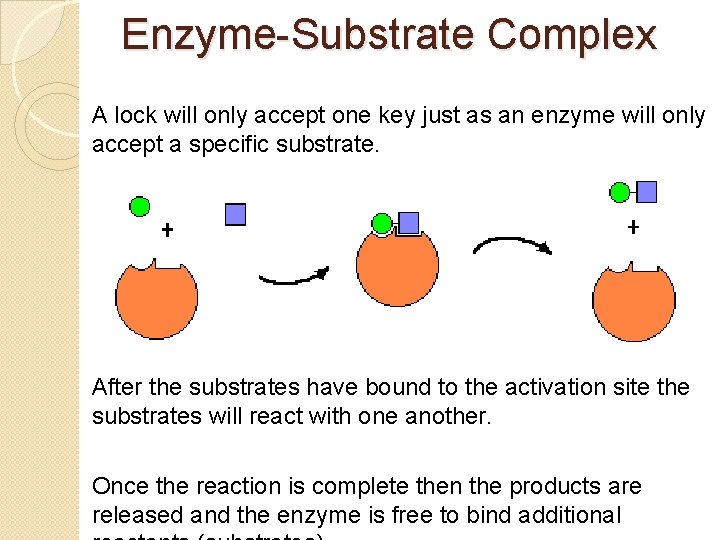 Enzyme-Substrate Complex A lock will only accept one key just as an enzyme will