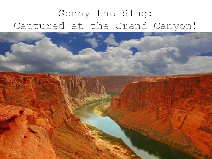 Sonny the Slug: Captured at the Grand Canyon! 