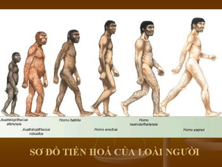 SƠ ĐỒ TIẾN HOÁ CỦA LOÀI NGƯỜI SƠ ĐỒ TIẾN HOÁ CỦA LOÀI NGƯỜI