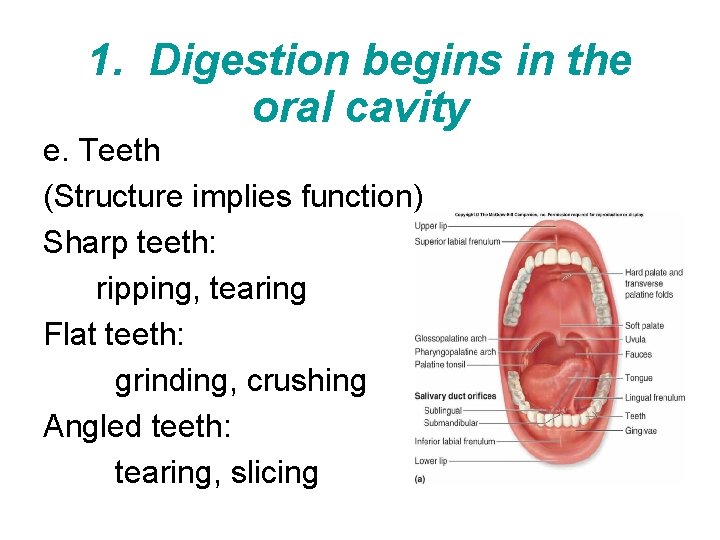 1. Digestion begins in the oral cavity e. Teeth (Structure implies function) Sharp teeth:
