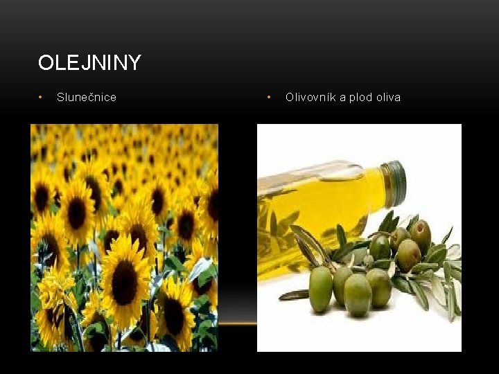 OLEJNINY • Slunečnice • Olivovník a plod oliva 