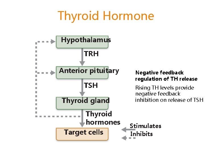 Thyroid Hormone Hypothalamus TRH Anterior pituitary TSH Thyroid gland Thyroid hormones Target cells Negative