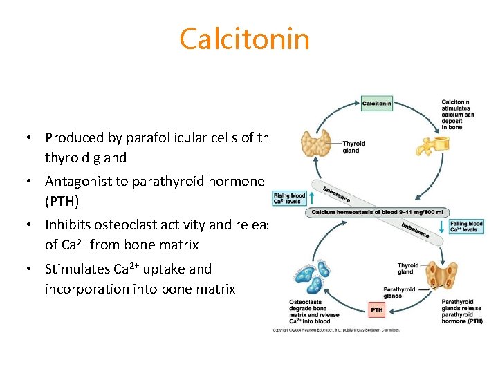 Calcitonin • Produced by parafollicular cells of the thyroid gland • Antagonist to parathyroid