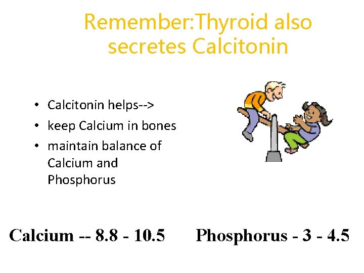 Remember: Thyroid also secretes Calcitonin • Calcitonin helps--> • keep Calcium in bones •