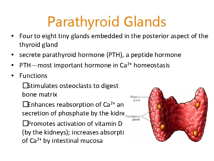 Parathyroid Glands • Four to eight tiny glands embedded in the posterior aspect of