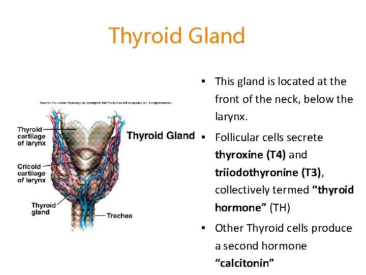 Thyroid Gland • This gland is located at the front of the neck, below