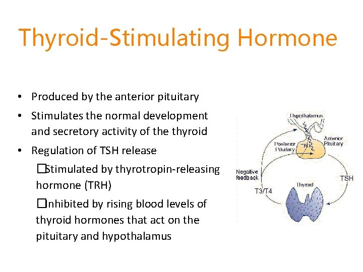 Thyroid-Stimulating Hormone • Produced by the anterior pituitary • Stimulates the normal development and