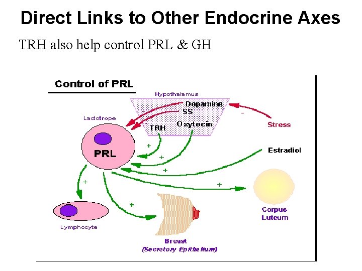 Direct Links to Other Endocrine Axes TRH also help control PRL & GH 