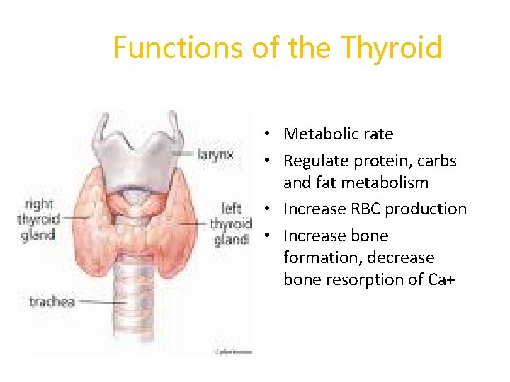 Functions of the Thyroid • Metabolic rate • Regulate protein, carbs and fat metabolism