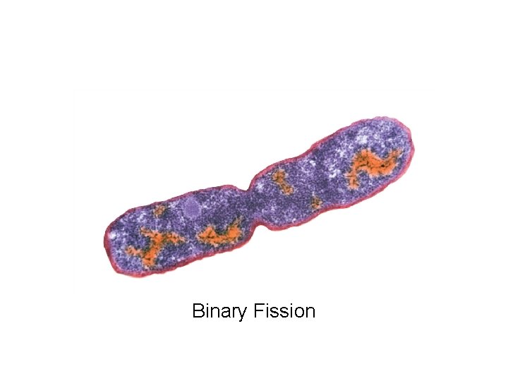 19 1 Bacteria The smallest and most common