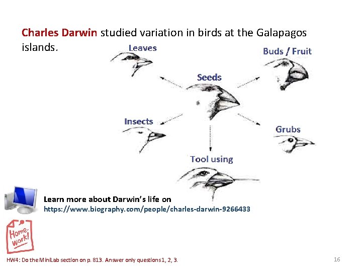 Charles Darwin studied variation in birds at the Galapagos islands. Learn more about Darwin’s