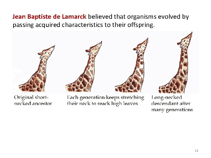 Jean Baptiste de Lamarck believed that organisms evolved by passing acquired characteristics to their