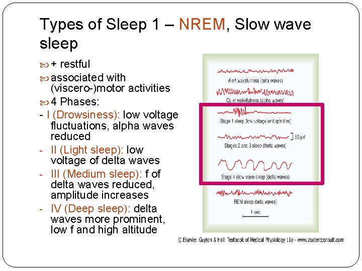 Types of Sleep 1 – NREM, Slow wave sleep + restful associated with (viscero-)motor