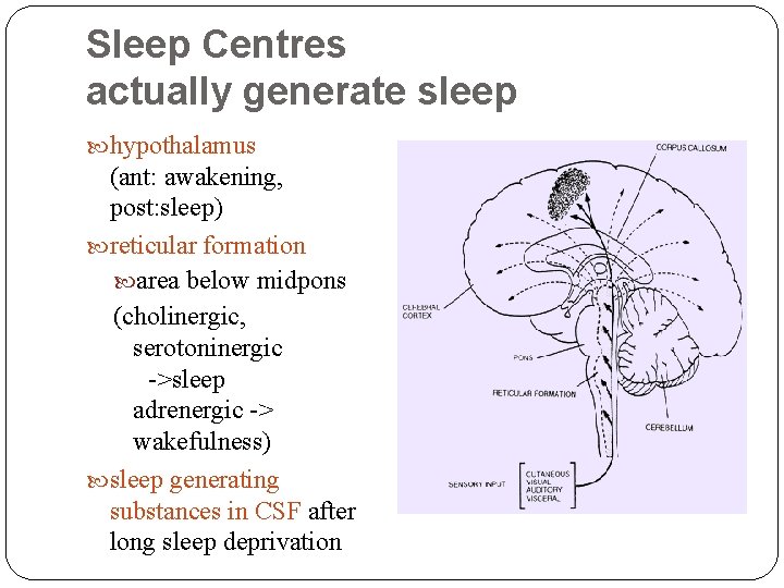 Sleep Centres actually generate sleep hypothalamus (ant: awakening, post: sleep) reticular formation area below