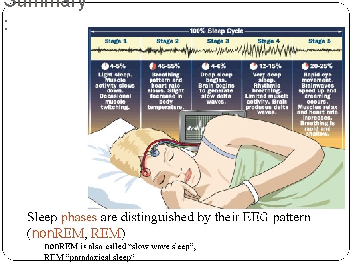 Summary : Sleep phases are distinguished by their EEG pattern (non. REM, REM) non.