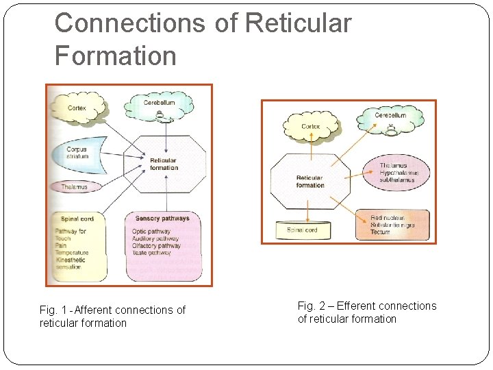 Connections of Reticular Formation Fig. 1 -Afferent connections of reticular formation Fig. 2 –