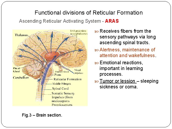 Functional divisions of Reticular Formation Ascending Reticular Activating System - ARAS Receives fibers from
