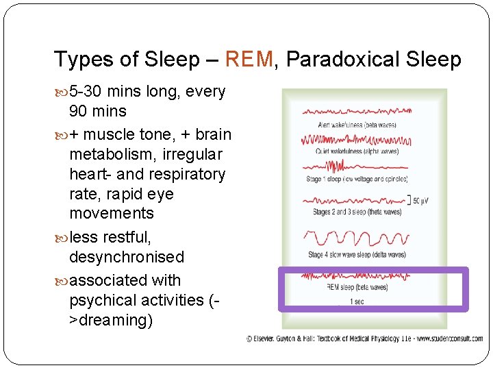 Types of Sleep – REM, Paradoxical Sleep 5 -30 mins long, every 90 mins