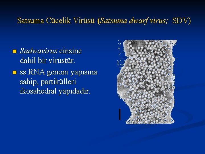 Satsuma Cücelik Virüsü (Satsuma dwarf virus; SDV) n n Sadwavirus cinsine dahil bir virüstür.