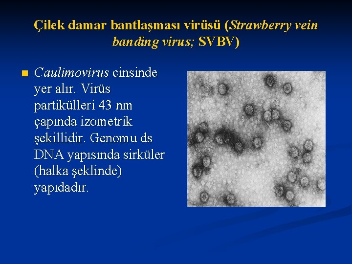 Çilek damar bantlaşması virüsü (Strawberry vein banding virus; SVBV) n Caulimovirus cinsinde yer alır.