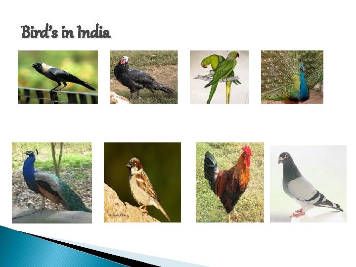 Bird’s in India 