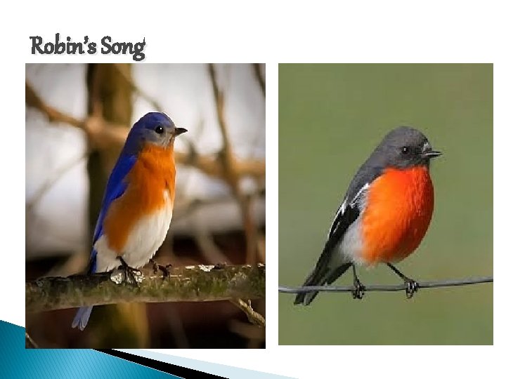 Robin’s Song 