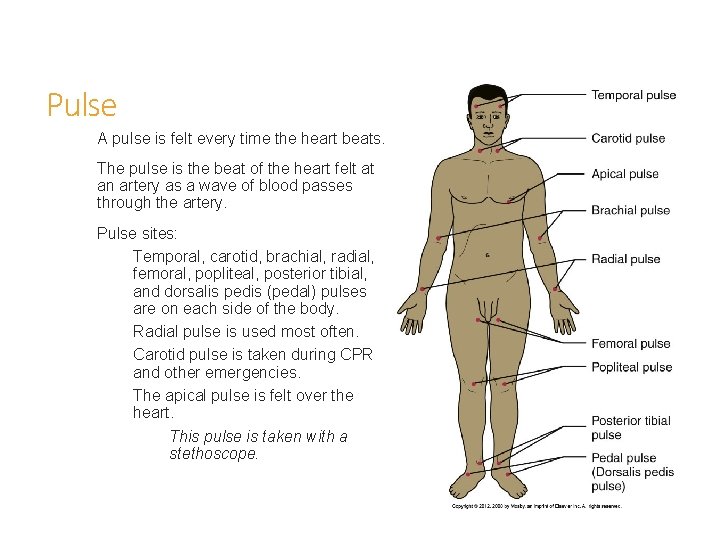 Pulse A pulse is felt every time the heart beats. The pulse is the