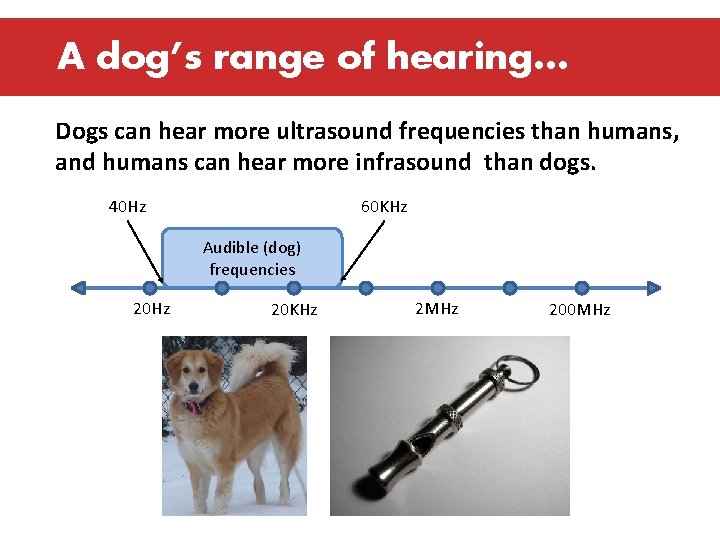 A dog’s range of hearing… Dogs can hear more ultrasound frequencies than humans, and
