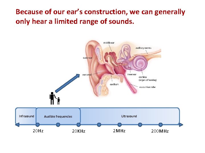 Because of our ear’s construction, we can generally only hear a limited range of
