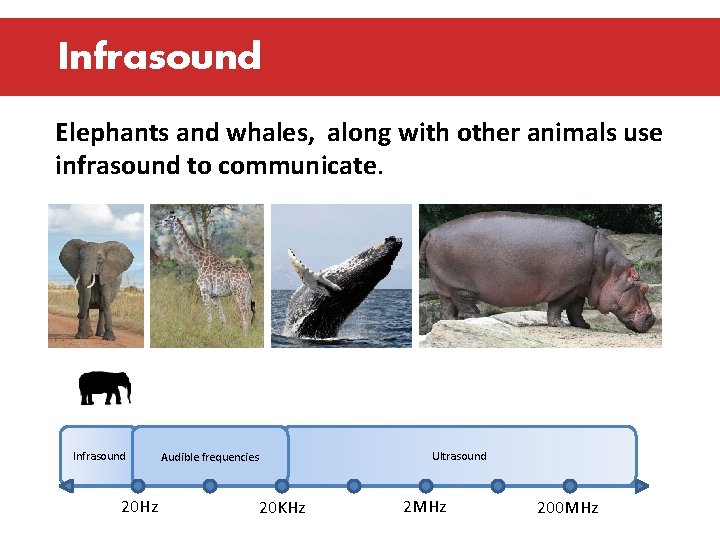 Infrasound Elephants and whales, along with other animals use infrasound to communicate. Infrasound 20