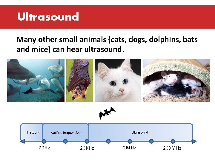 Ultrasound Many other small animals (cats, dogs, dolphins, bats and mice) can hear ultrasound.