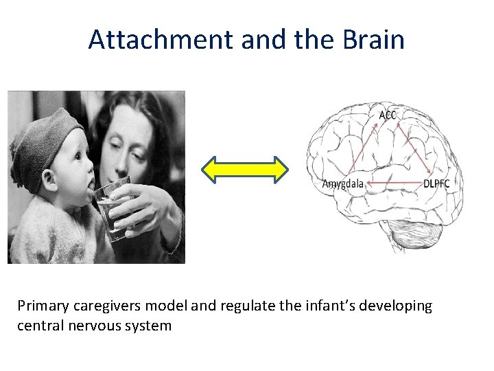 Attachment and the Brain Primary caregivers model and regulate the infant’s developing central nervous