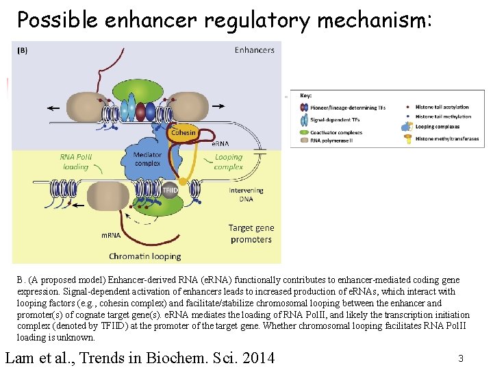 Enhancer Rna BIOINFBENGBIMMCHEMCSE 184 Computational Molecular Biology Lecture 10 Motif