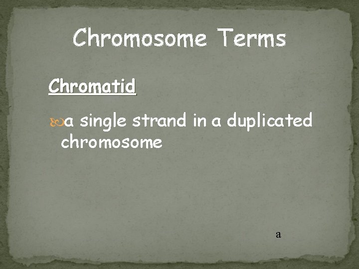 Chromosome Terms Chromatid a single strand in a duplicated chromosome a 