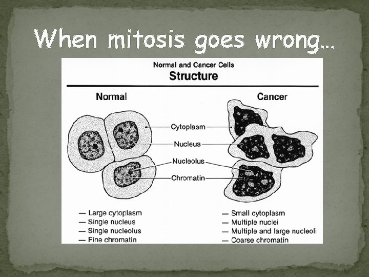When mitosis goes wrong… √ The Cell Cycle √ Chromosome Terms Meiosis Intro 