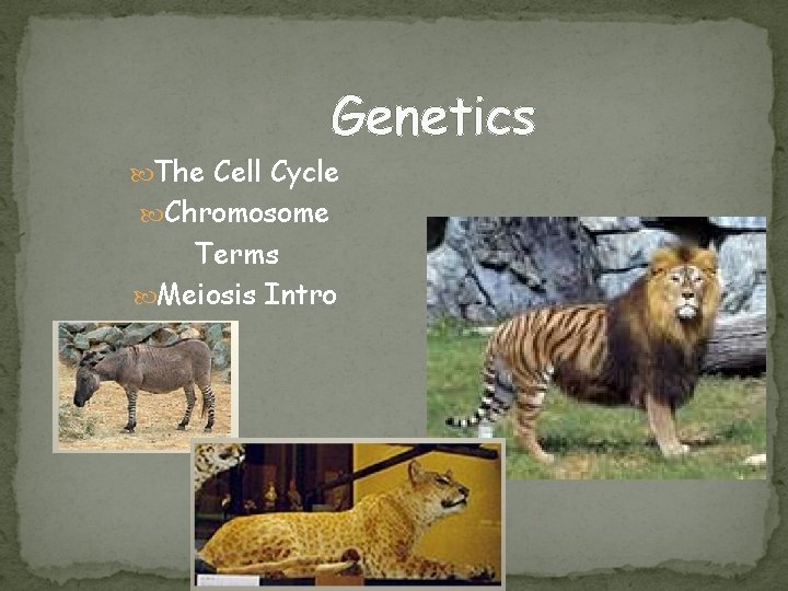 Genetics The Cell Cycle Chromosome Terms Meiosis Intro 