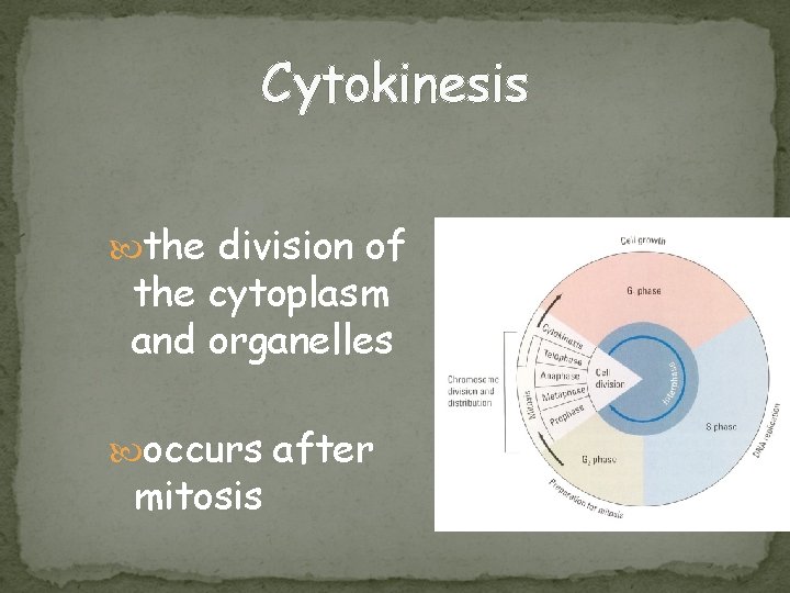 Cytokinesis the division of the cytoplasm and organelles occurs after mitosis 