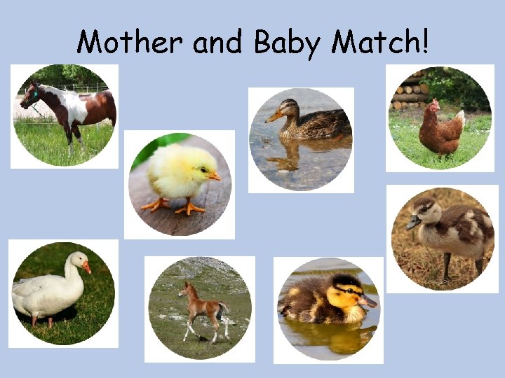 Mother and Baby Match! 