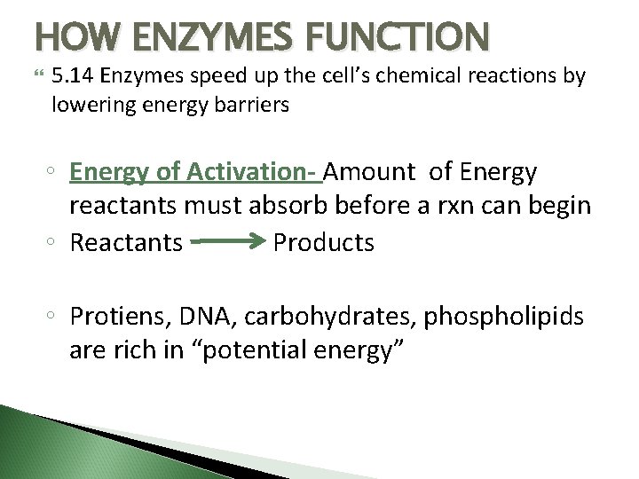 HOW ENZYMES FUNCTION 5. 14 Enzymes speed up the cell’s chemical reactions by lowering