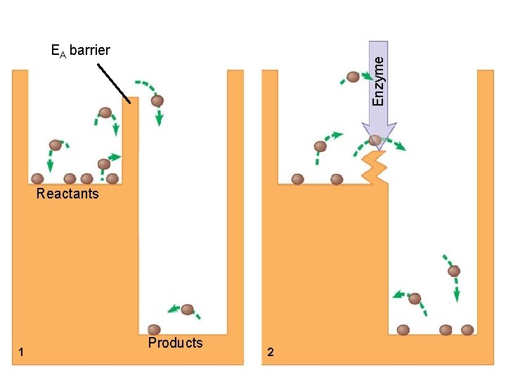 Enzyme EA barrier Reactants 1 Figure 5. 5 A Products 2 