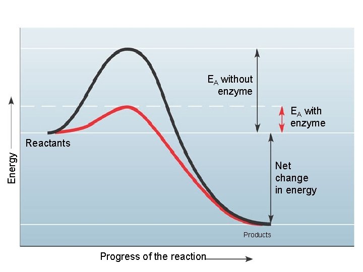 EA without enzyme EA with enzyme Energy Reactants Net change in energy Products Figure